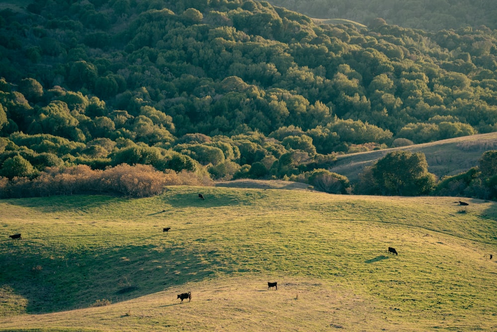a herd of cattle grazing on a lush green hillside
