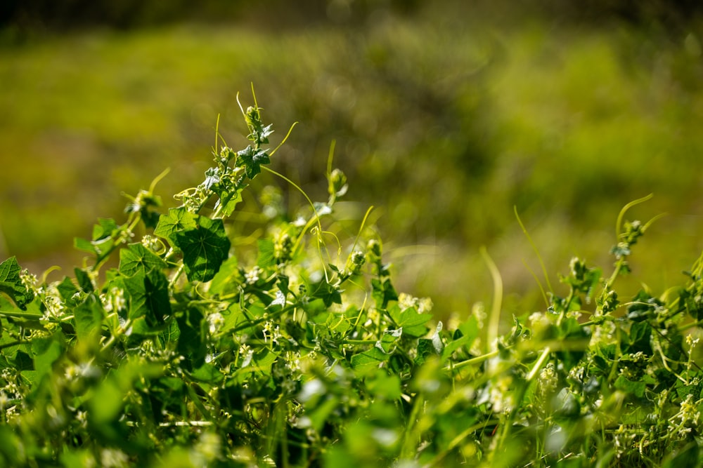 a close up of some green plants in a field