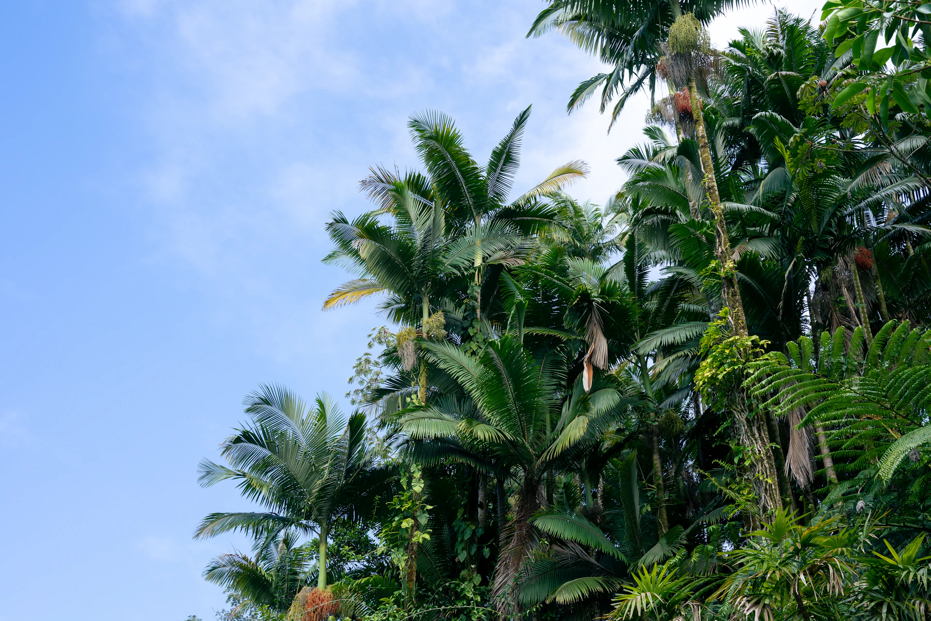 a group of palm trees with a blue sky in the background