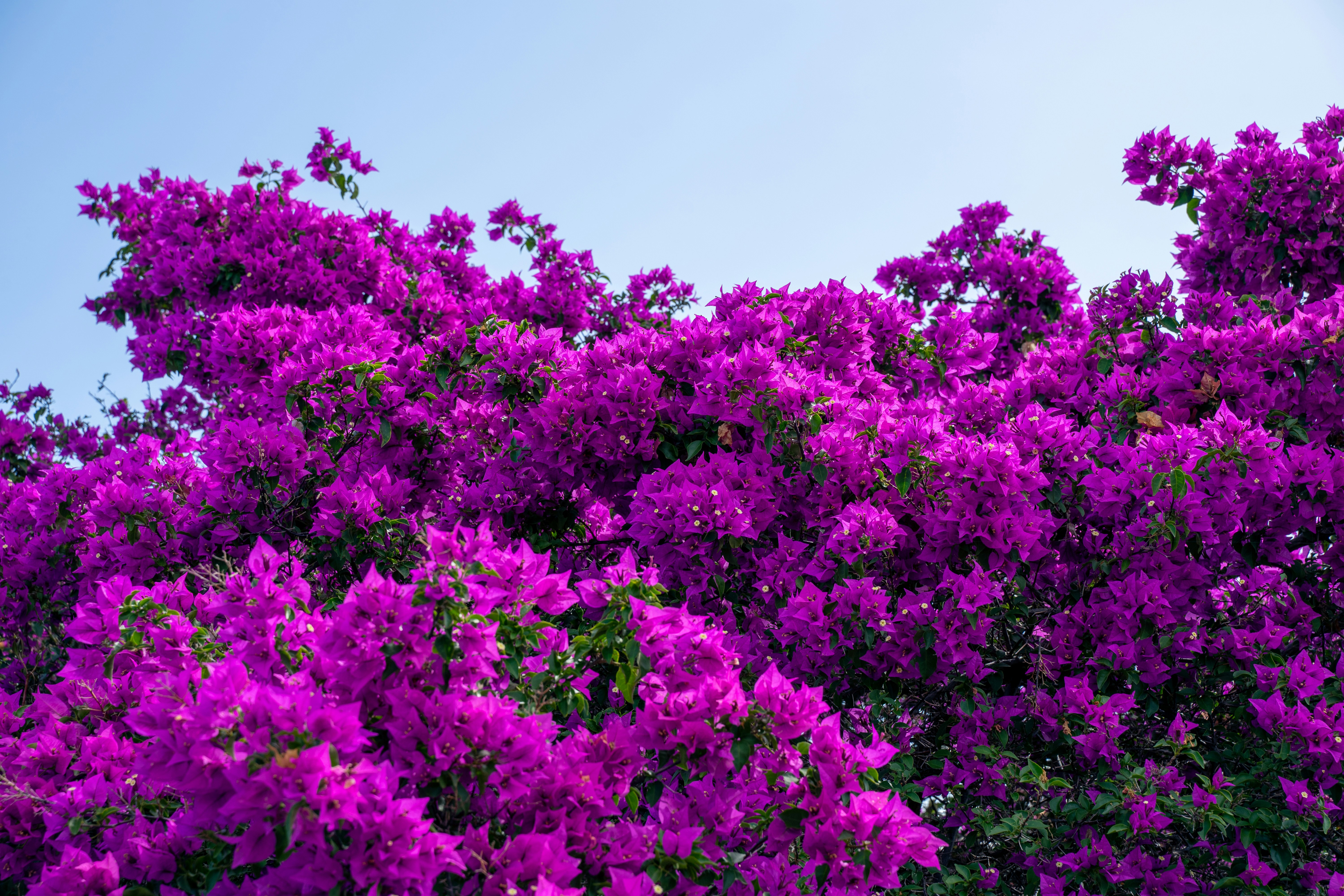 ein Strauch von lila Blumen mit einem blauen Himmel im Hintergrund