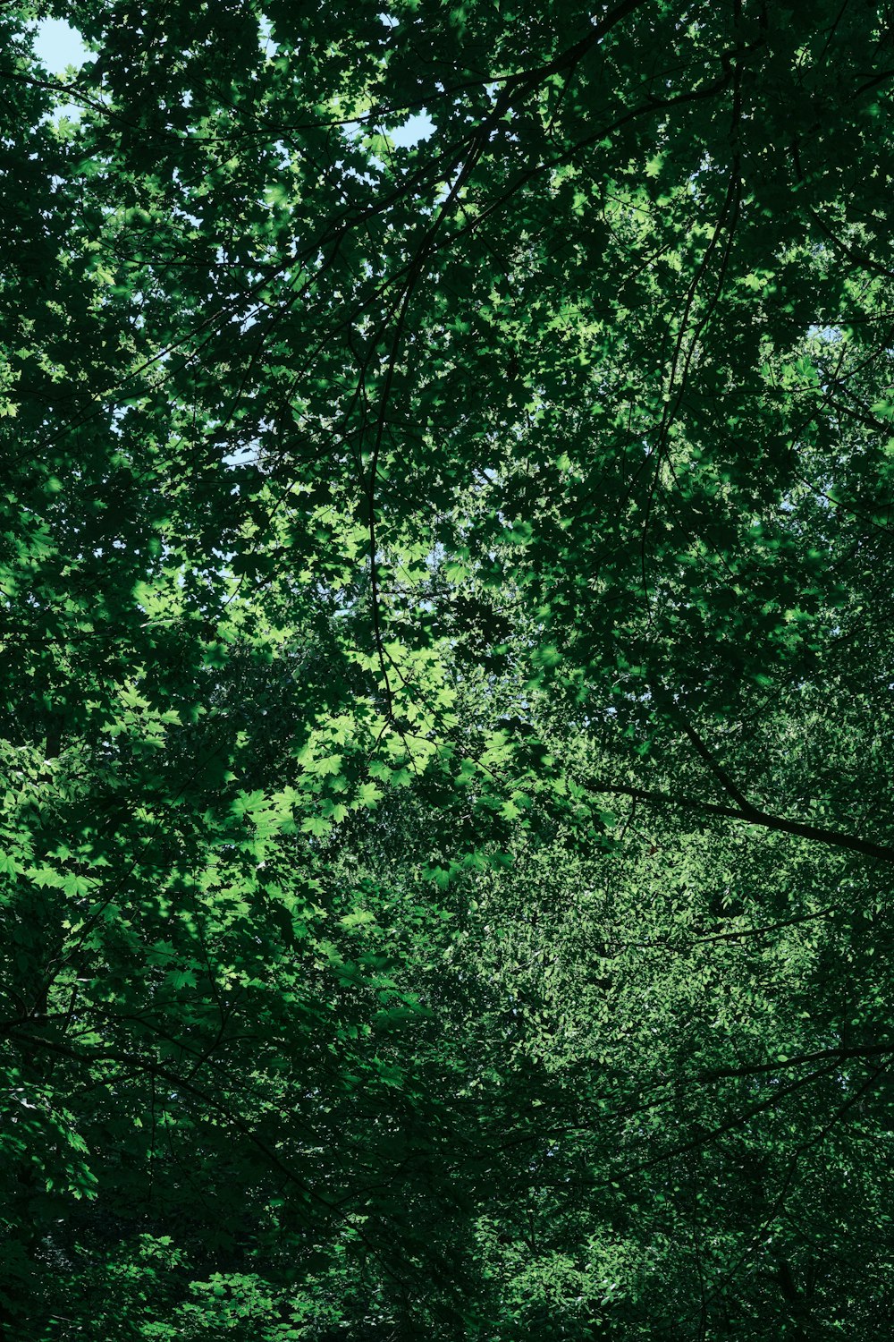 a bench sitting in the middle of a forest