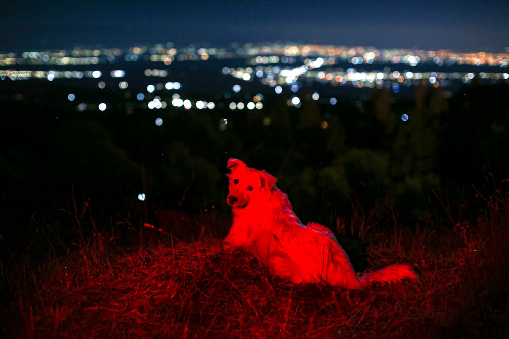 a dog sitting in the grass with a city in the background