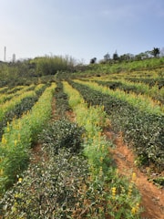 A scenic view of a collaborative agricultural project.