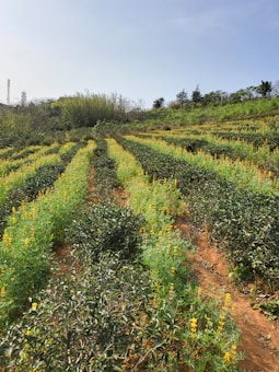 A scenic agricultural landscape with neatly arranged rows of green plants interspersed with yellow flowers. The terrain is slightly hilly and surrounded by a backdrop of trees and vegetation. The sky is clear and blue, suggesting a sunny day.