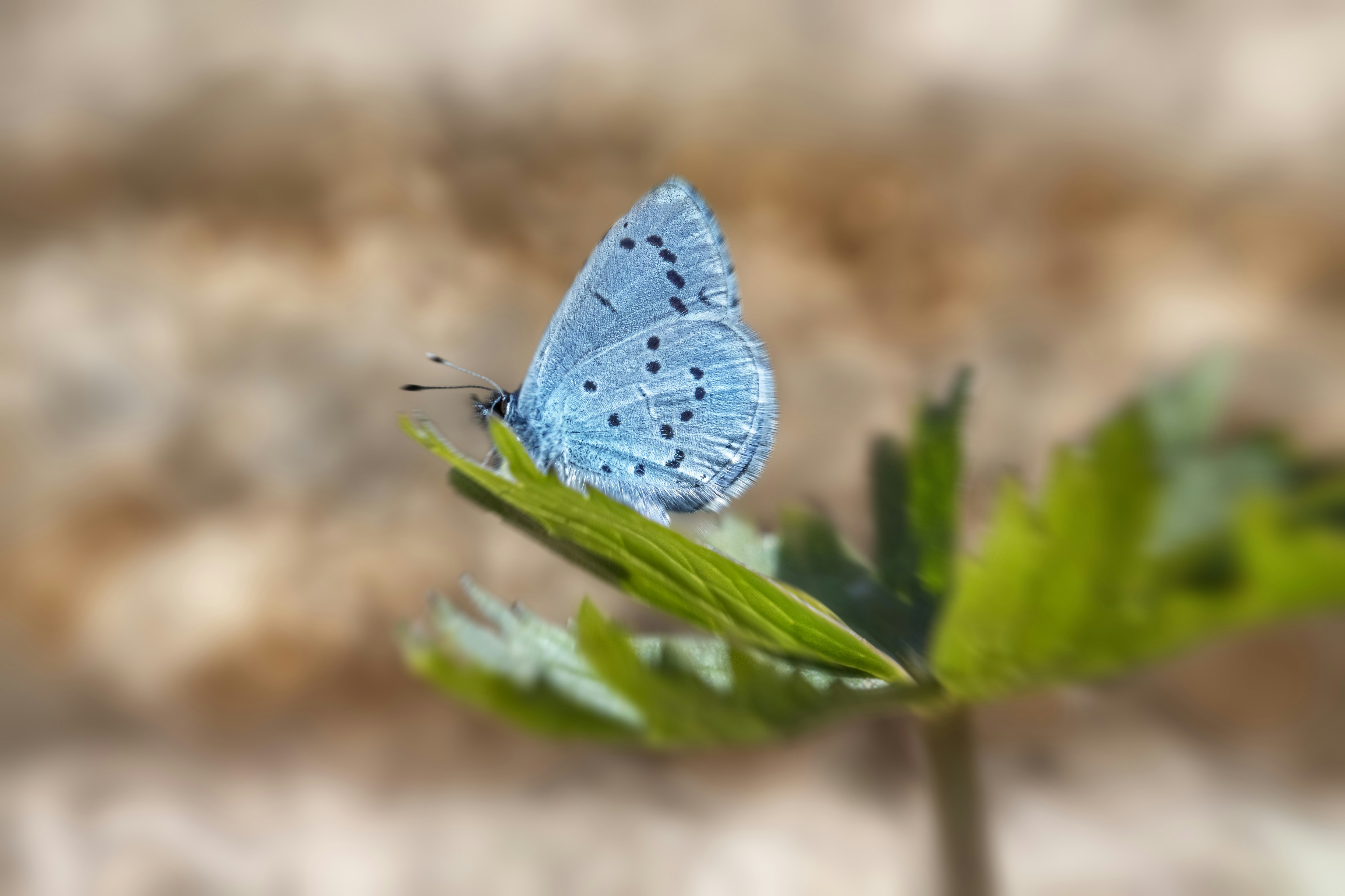 Photo by erik_karits