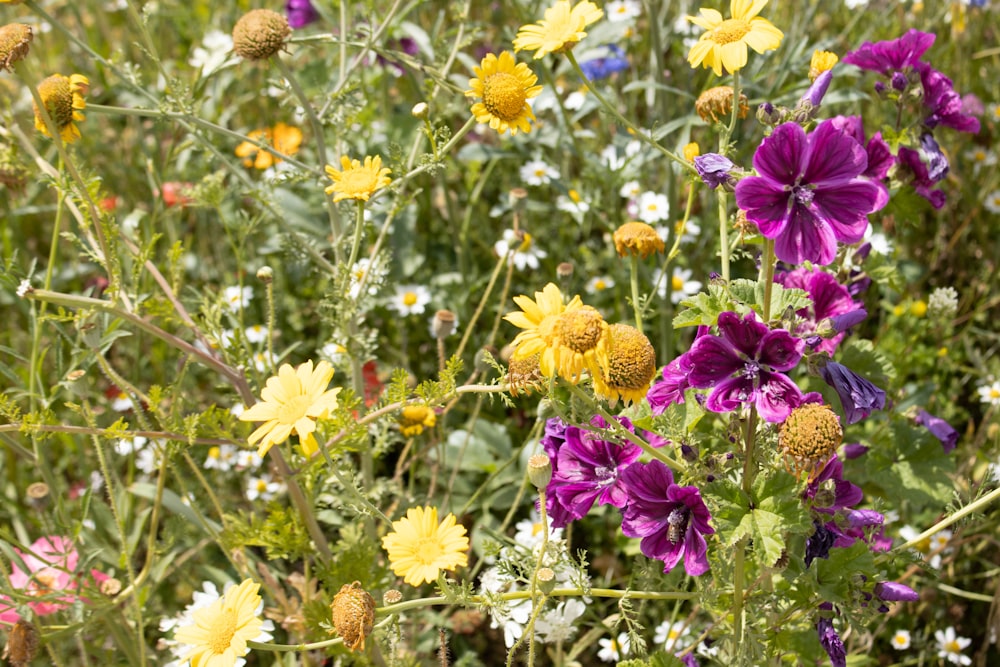 a field full of wildflowers and other flowers