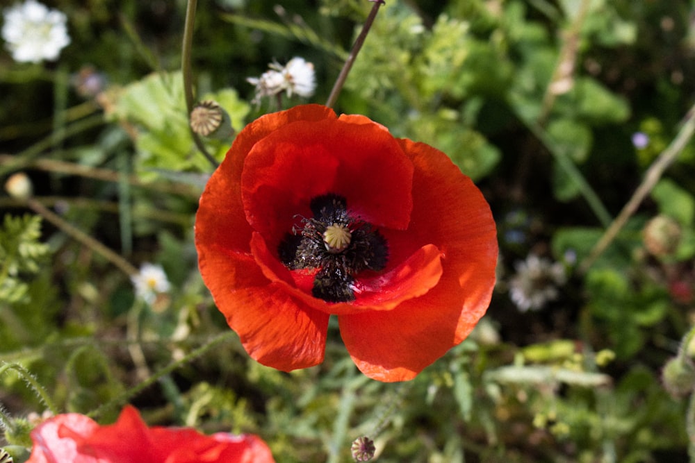 a close up of a red flower in a field