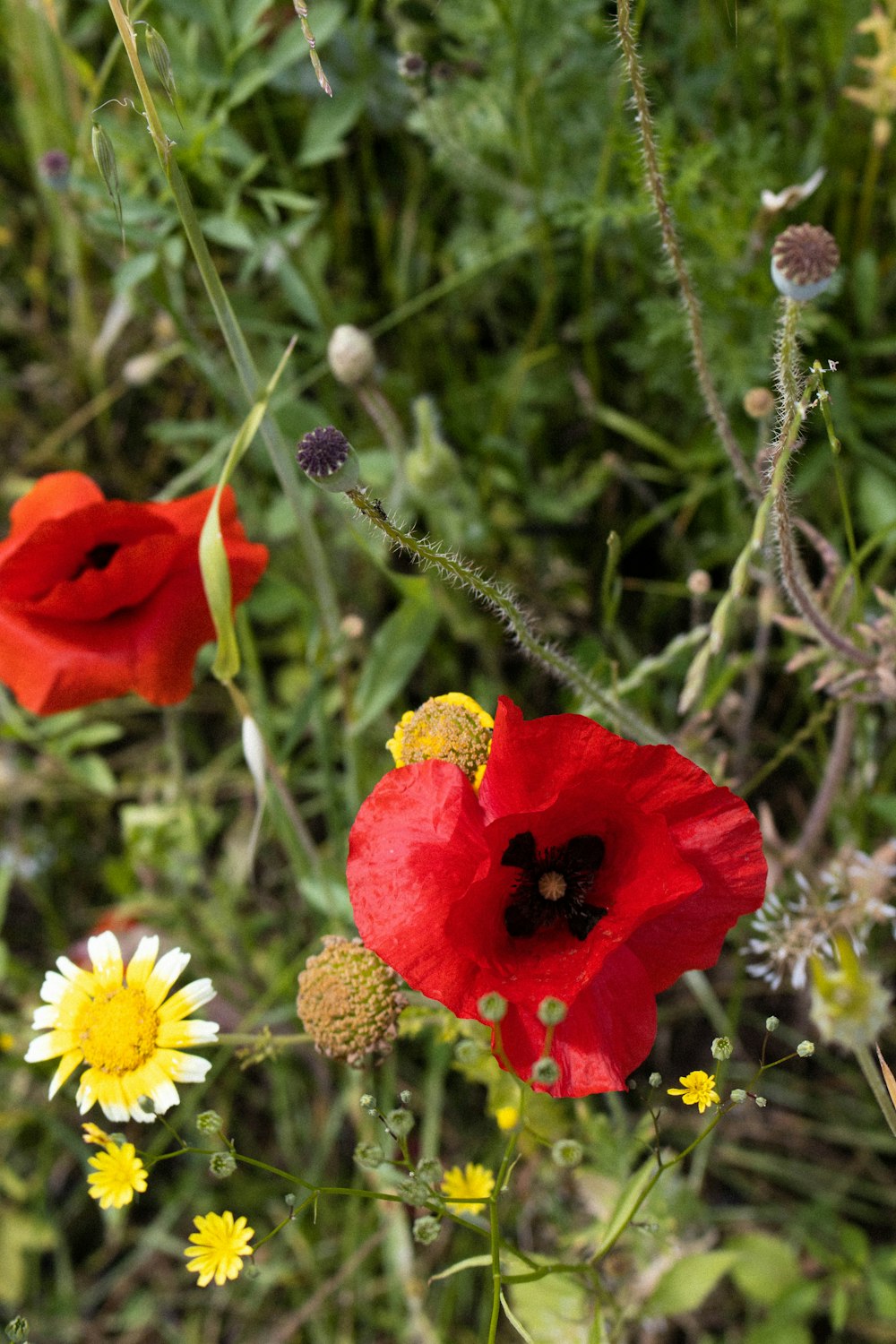 a group of red flowers sitting on top of a lush green field