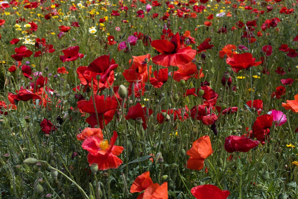 a field full of red and yellow flowers