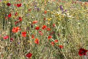 Pollinator Meadow Mix