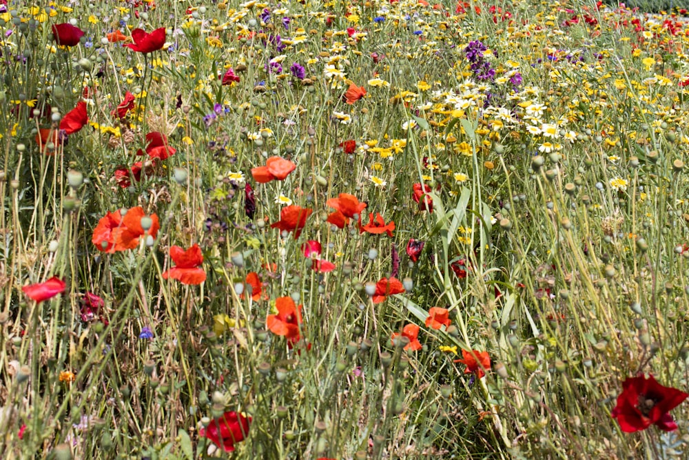 a field of wildflowers and other wild flowers