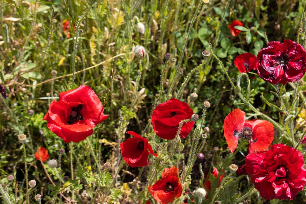 a bunch of red flowers that are in the grass