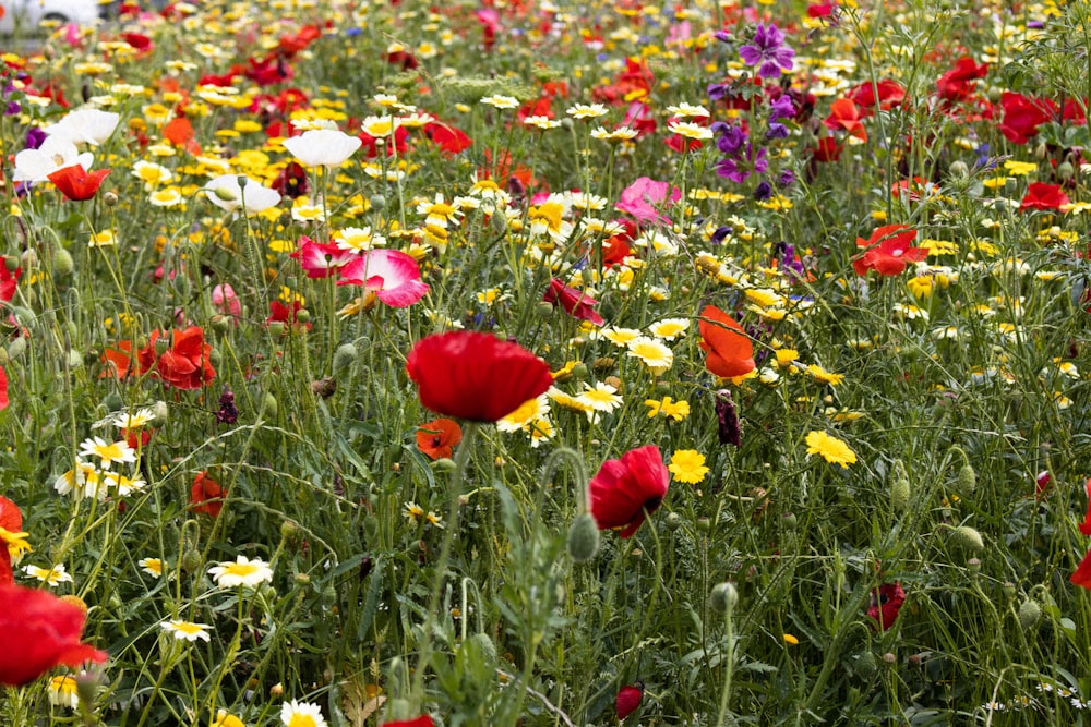a field full of red, white, and yellow flowers