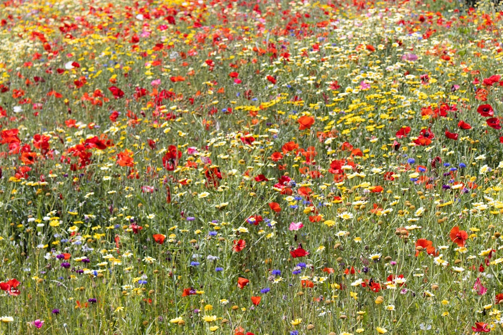 a field of wildflowers and other wild flowers