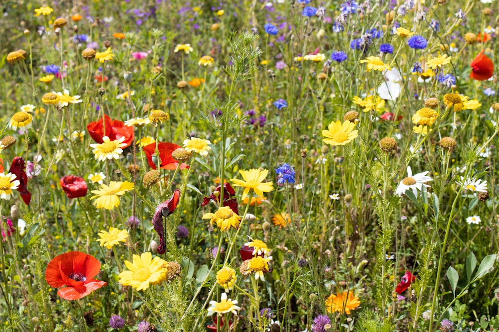 a field full of colorful wildflowers and other flowers