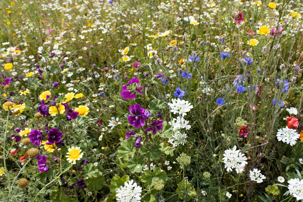 a field full of wildflowers and other flowers