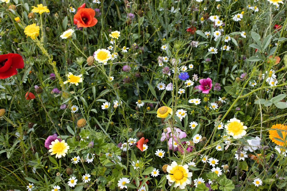 a field full of wildflowers and other flowers