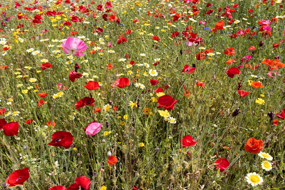 a field full of colorful flowers and grass