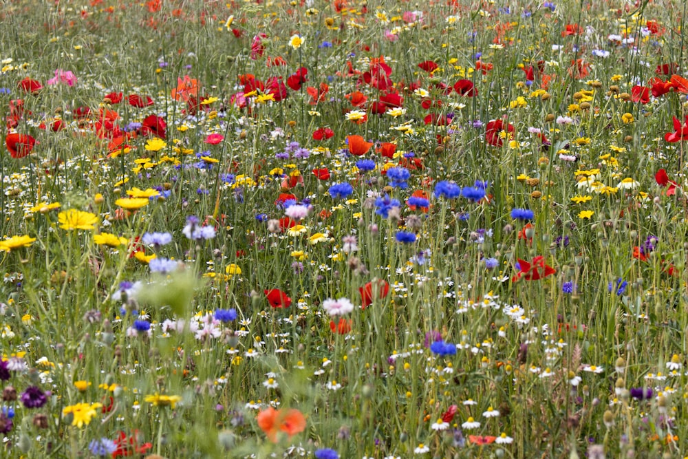a field full of wildflowers and other flowers