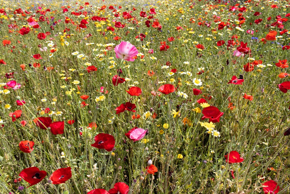 a field full of red and yellow flowers