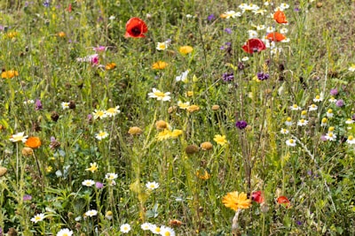 a field full of wildflowers and daisies