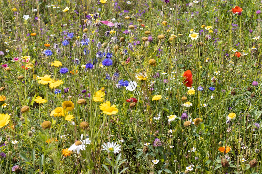 a field full of wildflowers and other flowers