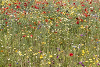 Colorful wildflowers blooming in a lush Swiss meadow during springtime.