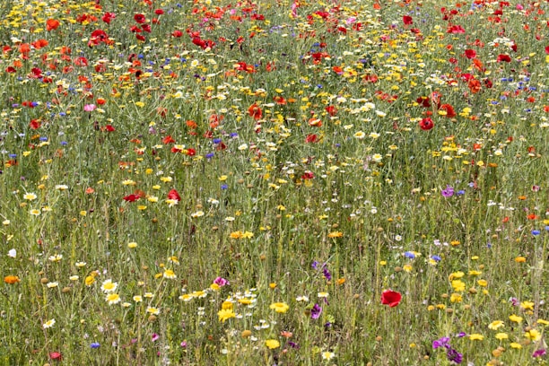 Colorful wildflowers blooming in a lush Swiss meadow during springtime.