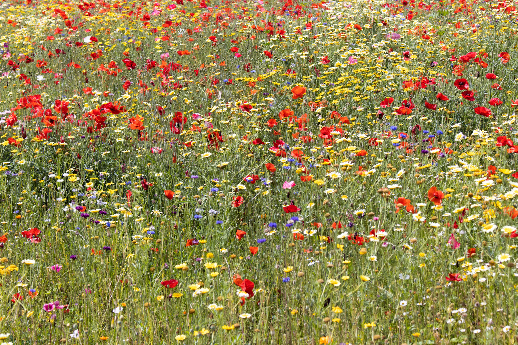 A meadow thick with red poppies and yellow and white wildflowers