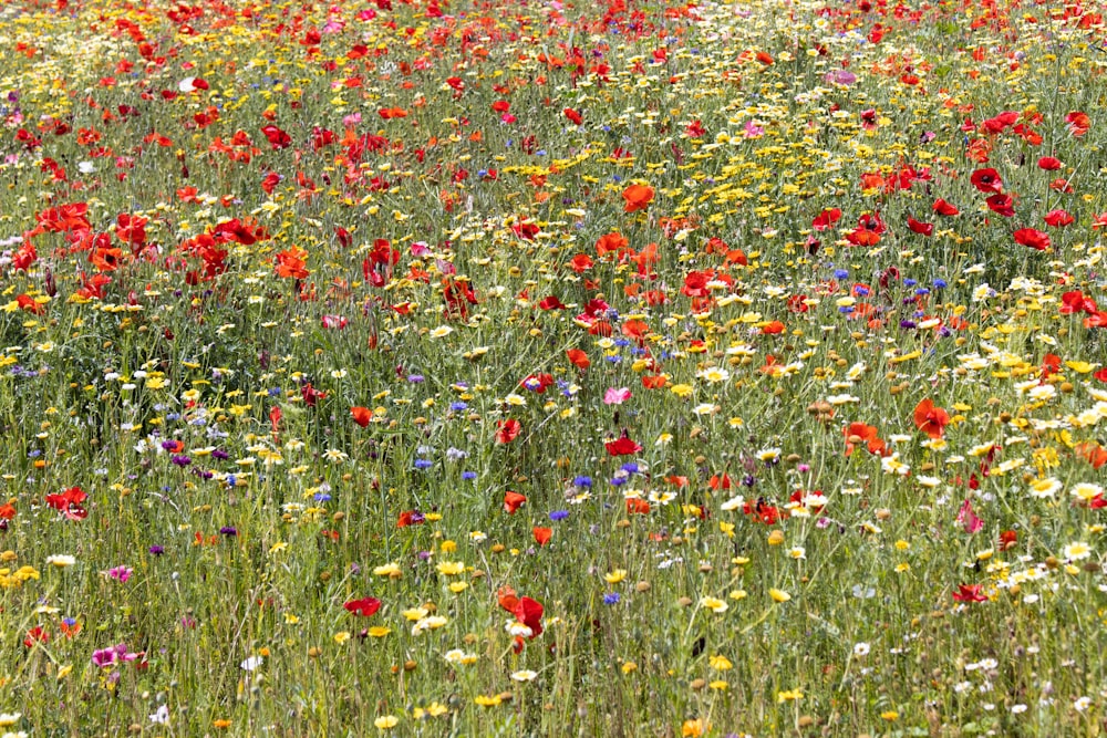 a field of wildflowers and other wild flowers