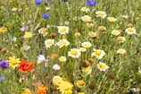 Rows of colorful wildflowers thriving under a sunny sky, attracting various pollinators.