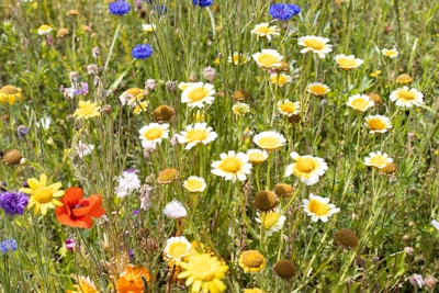 Rows of colorful wildflowers thriving under a sunny sky, attracting various pollinators.