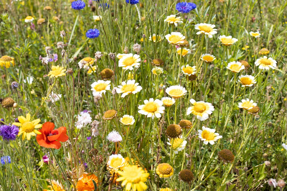 a field full of wildflowers and other flowers