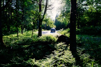 UrbanDrive car in motion along a tree-lined urban avenue, sunlight filtering through the leaves.