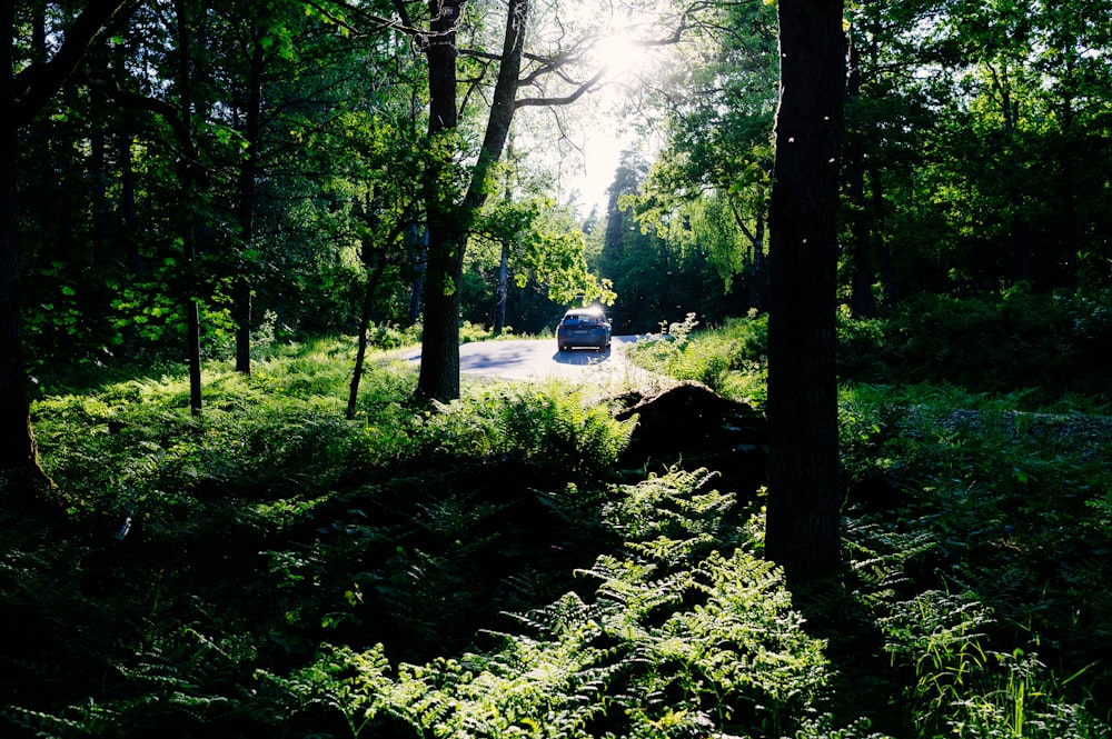 a car is driving through the woods on a sunny day