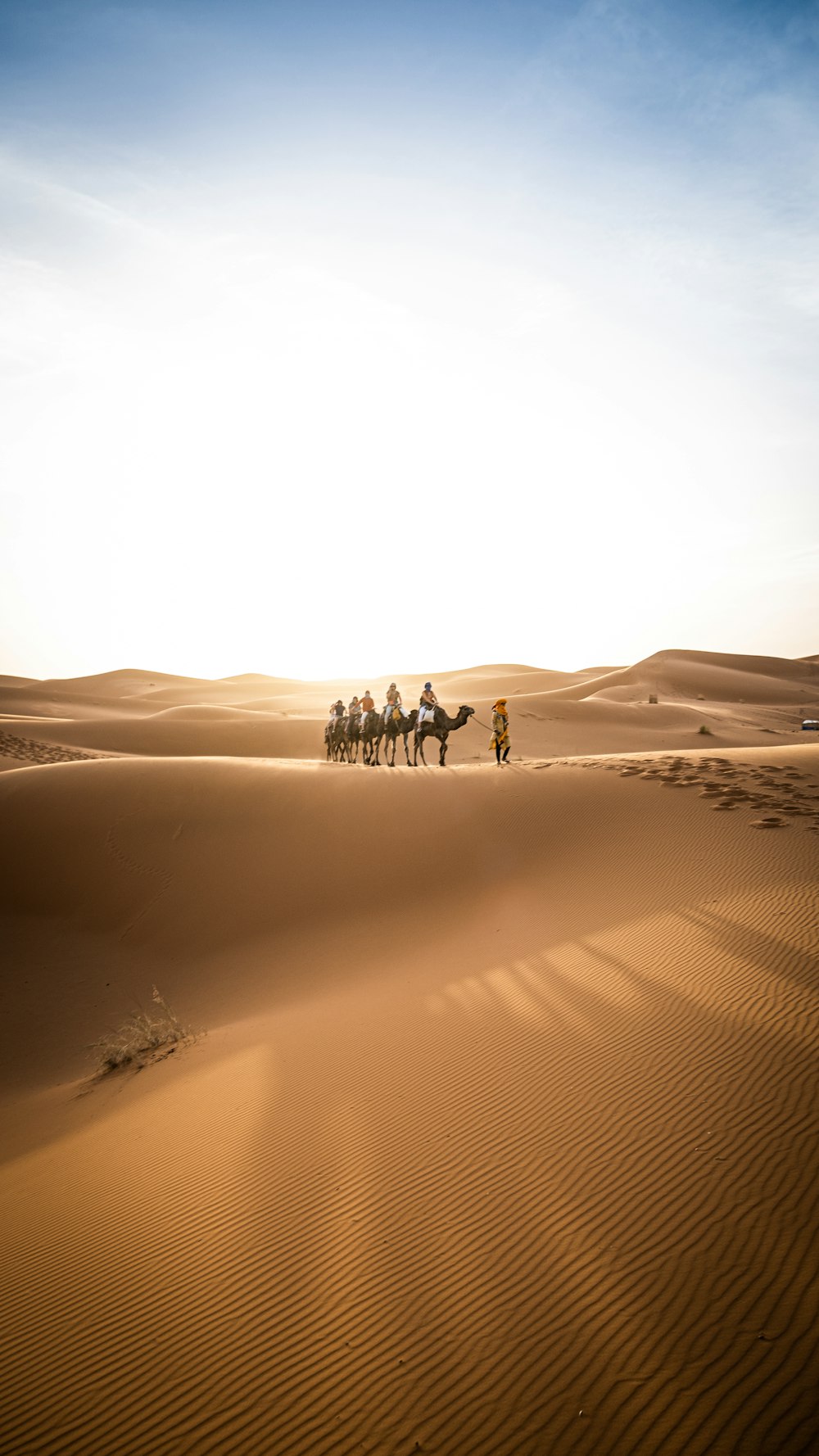 a group of people riding camels across a desert