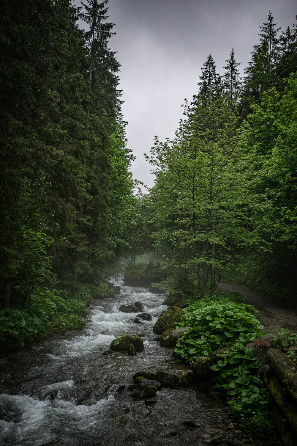 a river running through a lush green forest