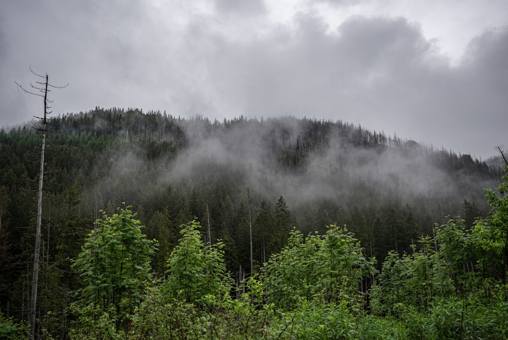 a forest filled with lots of trees under a cloudy sky