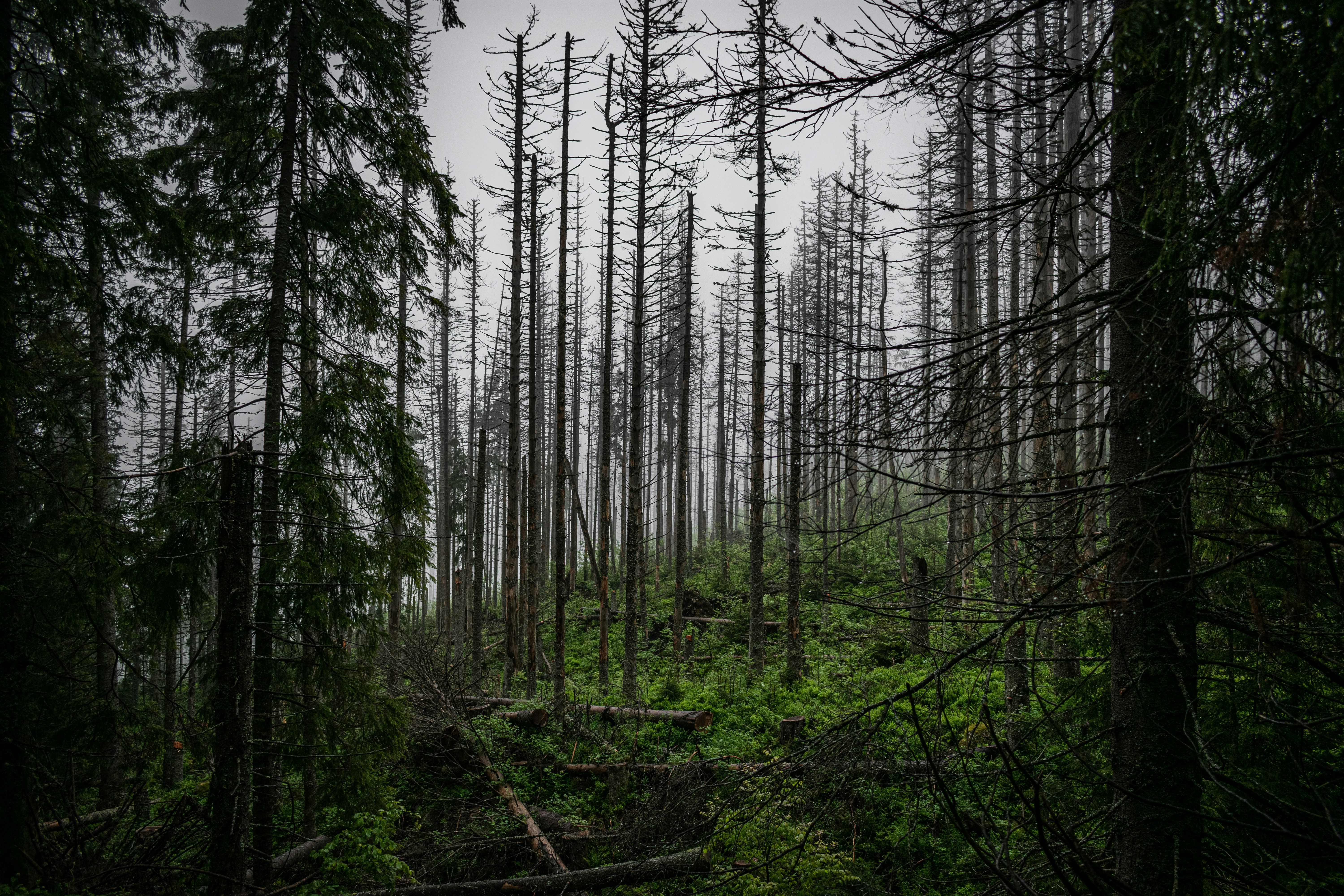 Photo by vladuken