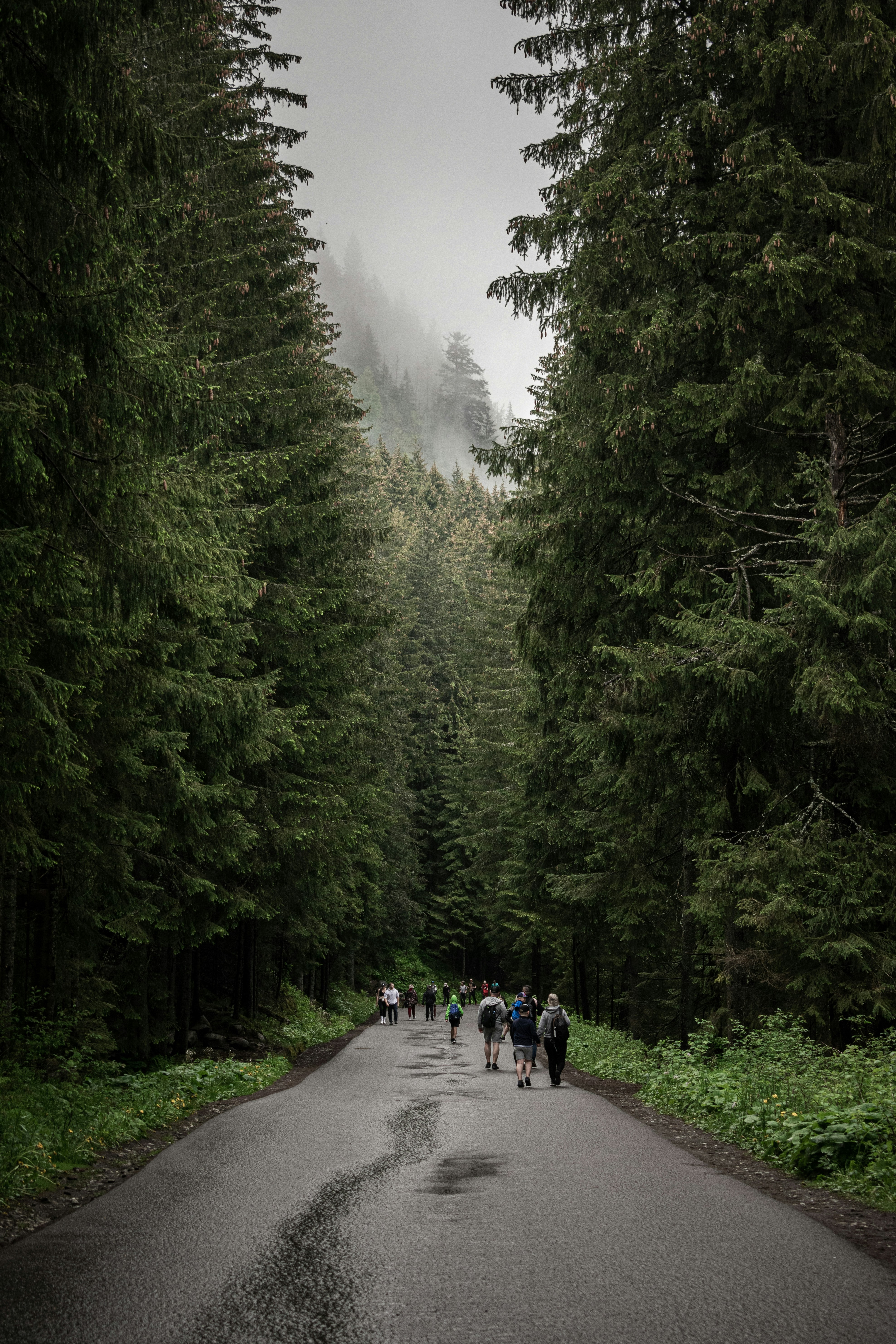 a group of people walking down a road in the woods