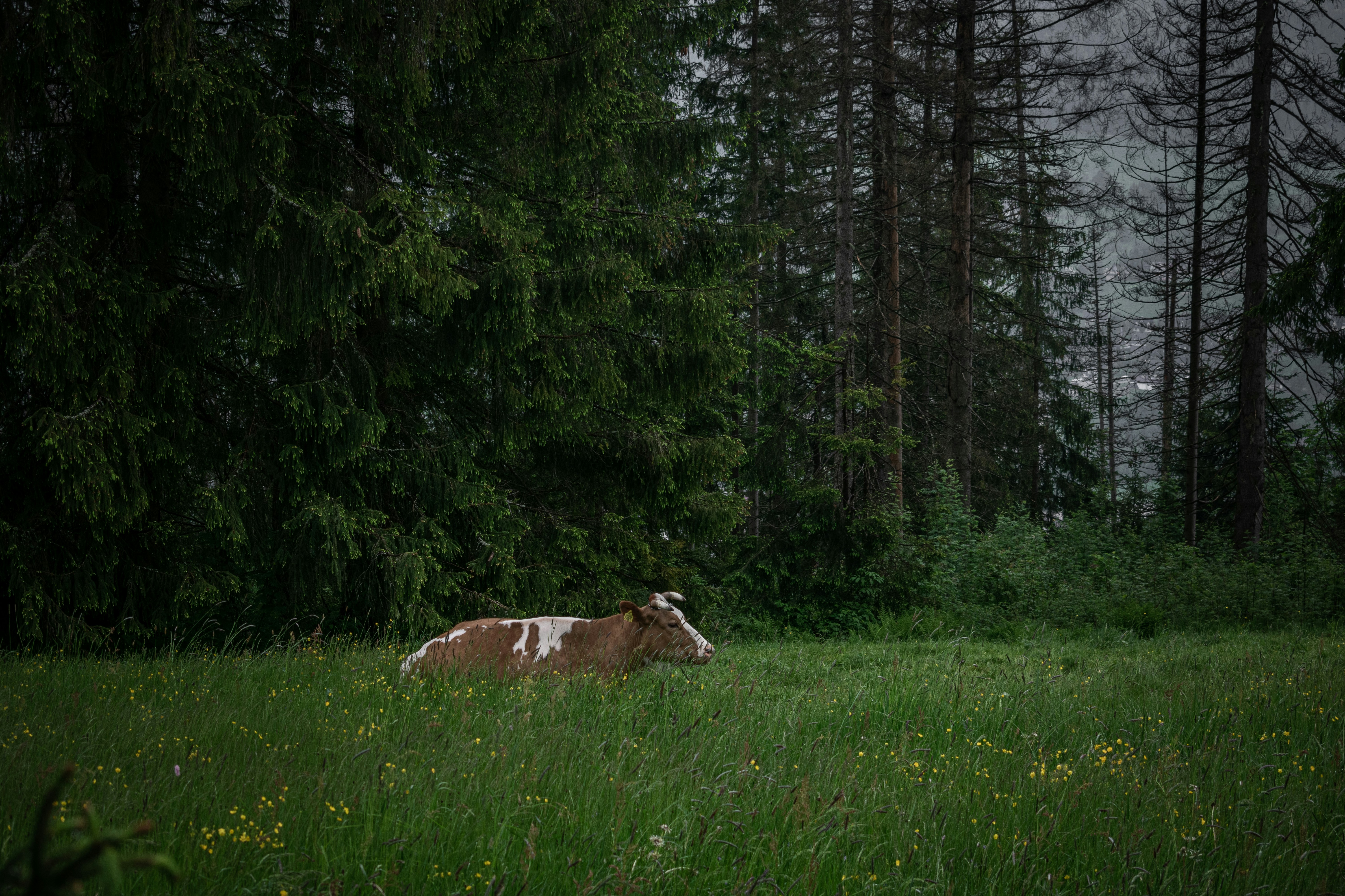 a cow laying down in a field of grass 풍경 사진