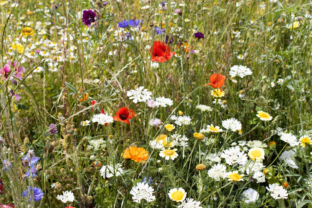 a field full of wildflowers and daisies