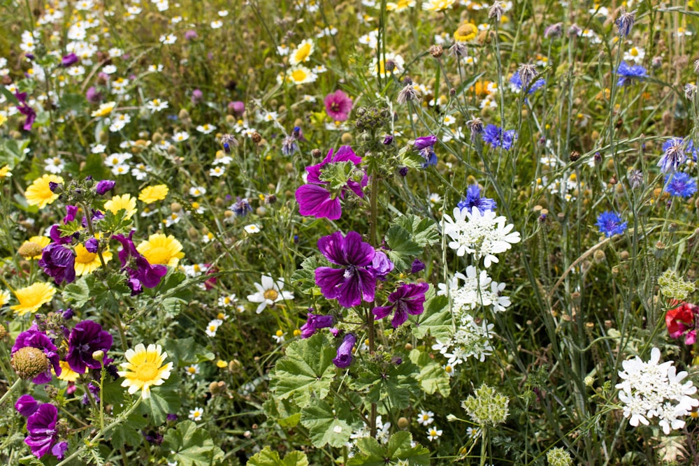 a field full of wildflowers and other flowers