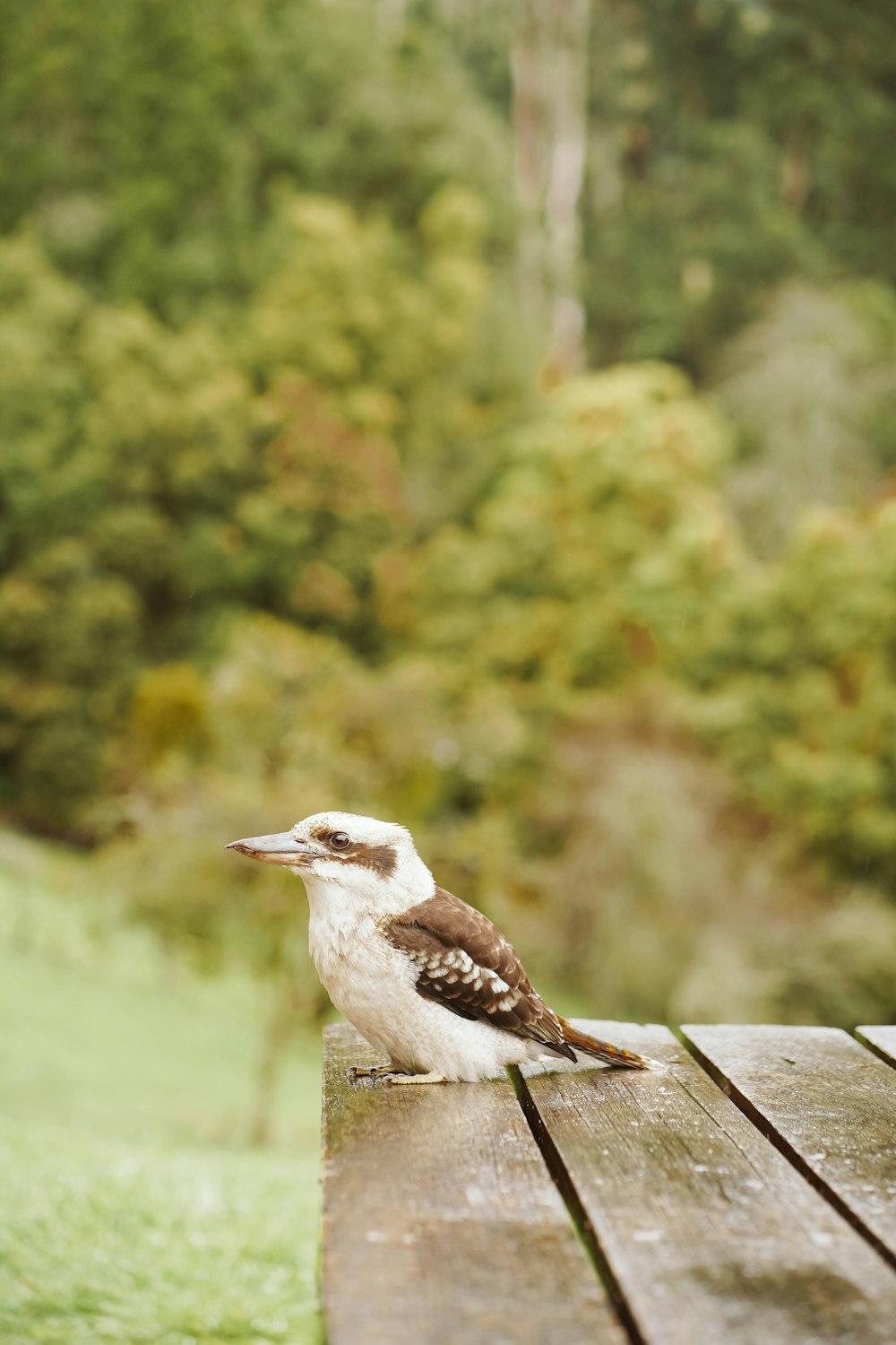 a small bird sitting on a wooden table