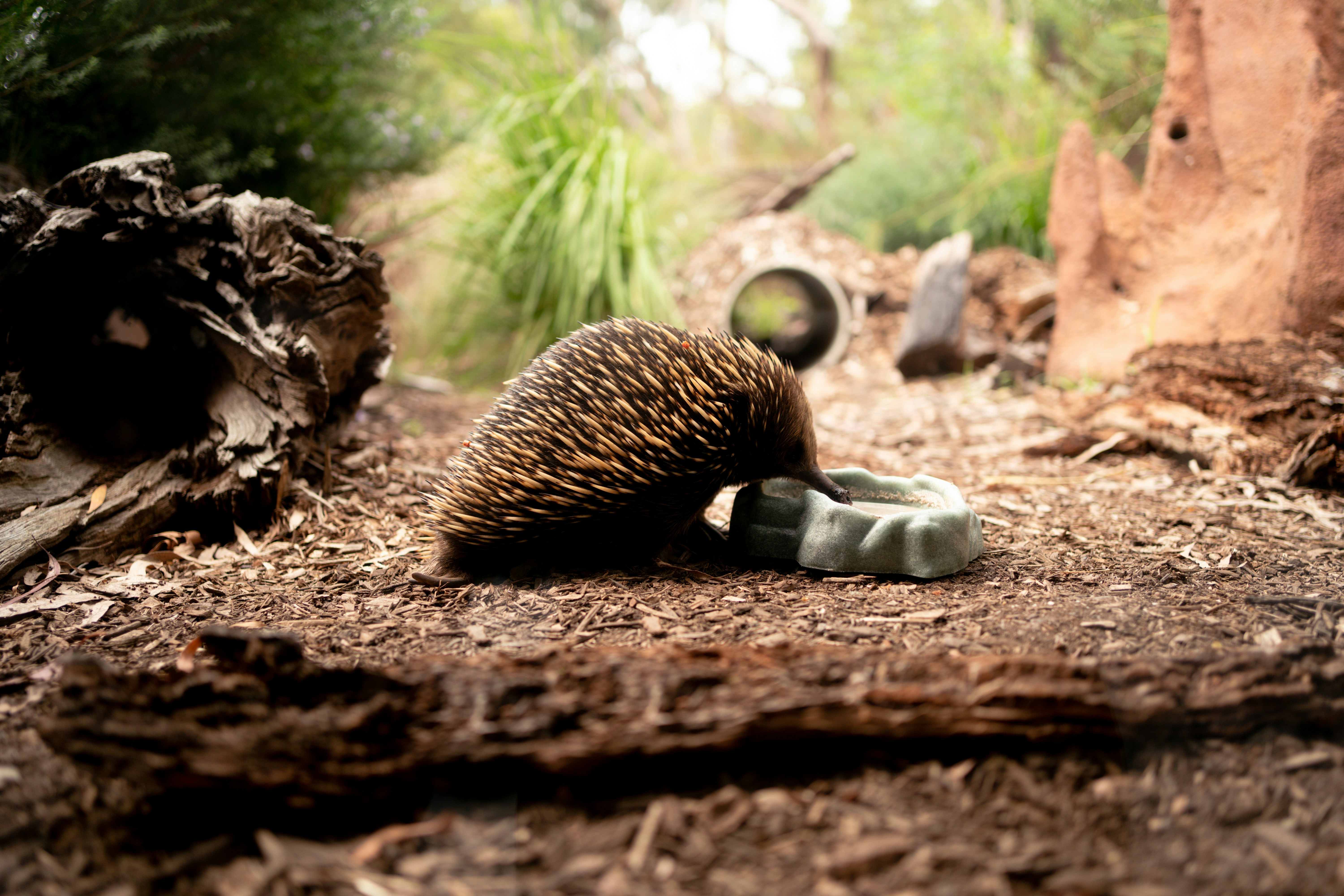 a porcupine laying on the ground in a forest