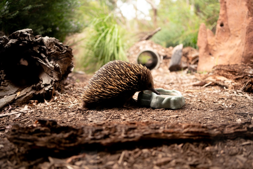 a porcupine laying on the ground in a forest