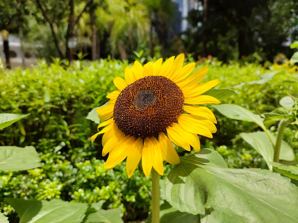 a sunflower in a field of green plants