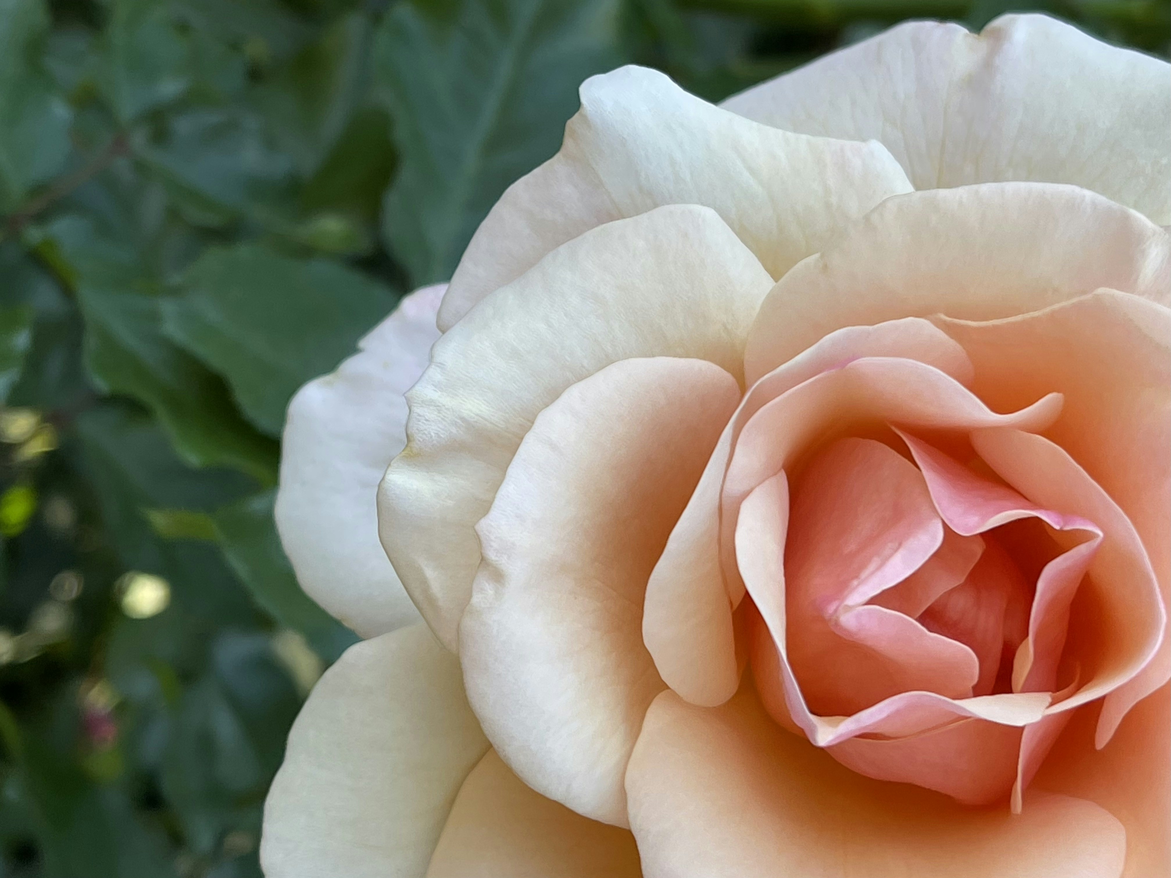 Photo by attentivesoul