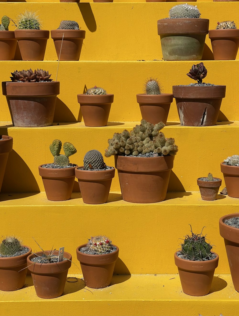 a bunch of potted plants on a yellow wall