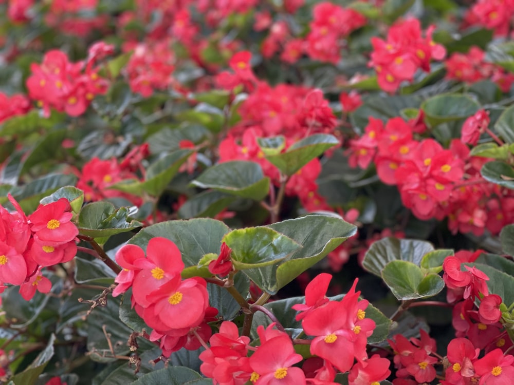 a field of red flowers with green leaves